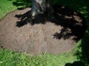 bull spruce after sod removed, before mulch