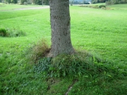 bull spruce in lawn