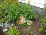 cat being impossibly cute