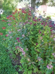 mixed Monardas (bee balm)