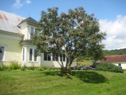 mountain ash tree