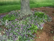 tree underplanting
