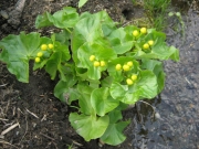 Caltha palustris, marsh marigold