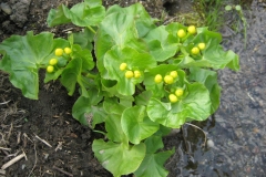 Caltha palustris, marsh marigold