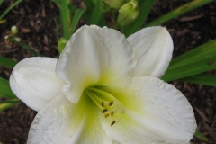 Hemerocallis 'Carved Marble'
