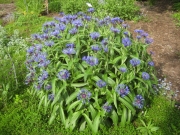 Centaurea montana, perennial bachelor's button