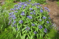 Centaurea montana, perennial bachelor's button