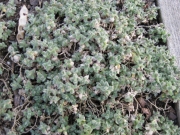 Cerastium alpinum dwarf snow in summer