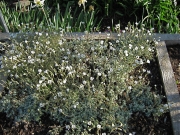 Cerastium alpinum dwarf snow in summer