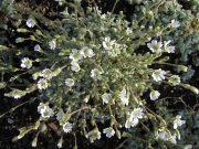 Cerastium alpinum dwarf snow in summer, closeup