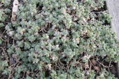 Cerastium alpinum dwarf snow in summer