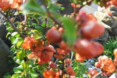 chaenomeles (quince)
