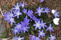 Chionadoxa (snow glories)