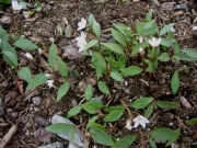 Claytonia virginica Arbutus Spring beauty