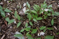Claytonia virginica Arbutus Spring beauty
