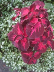 Coleus