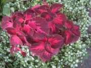 Coleus