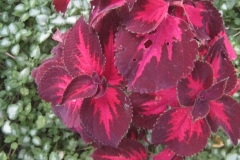 Coleus