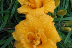 Hemerocallis 'Condilla' fully double 'rose' form, semi-dwarf