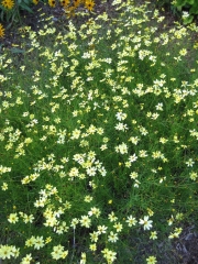 Coreopsis verticillata 'Moonbeam' threadleaf coreopsis, pale yellow