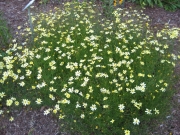 Coreopsis verticillata 'Moonbeam' threadleaf coreopsis, pale yellow
