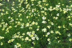 Coreopsis verticillata 'Moonbeam' threadleaf coreopsis, pale yellow