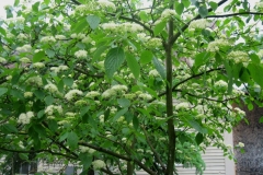 Cornus alternifolia pagoda dogwood