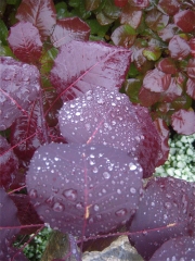 Cotinus coggygria purple-leaved smoke bush, leaf closeup