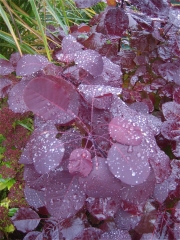 Cotinus coggygria purple-leaved smoke bush, leaf closeup