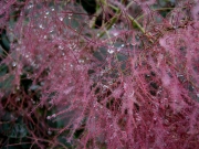 Cotinus coggygria purple-leaved smoke bush