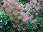 Cotinus coggygria green-leaved smoke bush