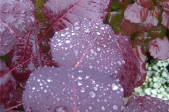 Cotinus coggygria purple-leaved smoke bush, leaf closeup