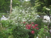 Crambe cordifolia sea kale and peonies