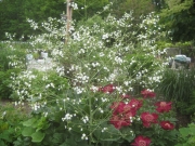 Crambe cordifolia sea kale and peonies