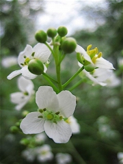 Crambe cordifolia sea kale, closeup