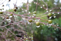 Crambe cordifolia seed pods and rain