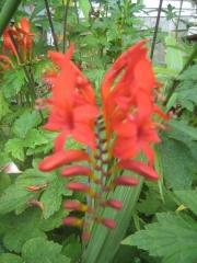 Crocosmia, red