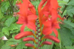 Crocosmia, red