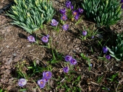 Crocus vernus crocus & daffodils