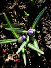 Crocus vernus in bud