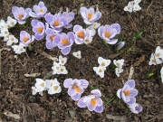 Crocus vernus purple & white, naturalized in lawn
