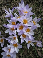 Crocus vernus palest lavender