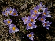 Crocus vernus lavender in lawn