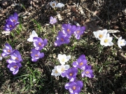 Crocus vernus purple & white