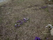 Crocus vernus naturalized in lawn