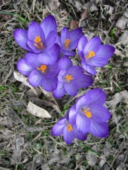 Crocus vernus purple