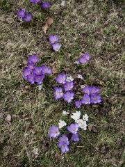 Crocus vernus purple & white, naturalized in lawn