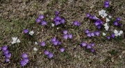 Crocus vernus purple & white, naturalized in lawn