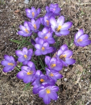 Crocus vernus purple
