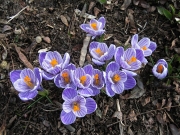 Crocus vernus purple with stripes